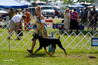 Doberman Pinschers - Waukesha Kennel Club,  July 28, 2012