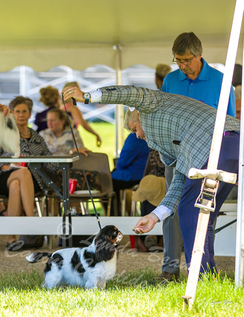 Dogshow 2022-06-17 Northeastern Illinois Kennel Club--141550