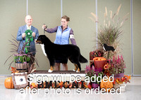 Dogshow 2024-10-26 BMDCNI Day 2--165431-2