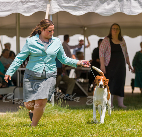Dogshow 2022-06-19 Northeastern Illinois Kennel Club--124214-2