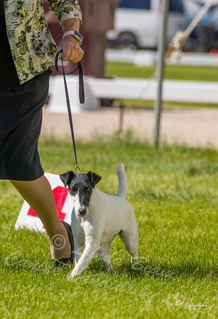 Dogshow 2022-06-17 Northeastern Illinois Kennel Club--143515-3