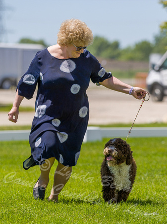 Dogshow 2022-06-17 Northeastern Illinois Kennel Club--131439