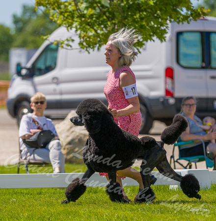 Dogshow 2022-06-17 Northeastern Illinois Kennel Club--140814-2