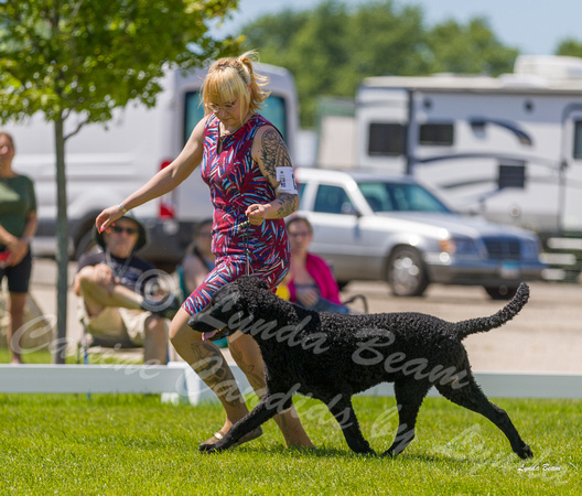 Dogshow 2022-06-17 Northeastern Illinois Kennel Club--134659