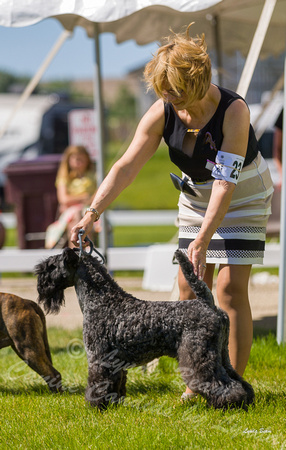 Dogshow 2022-06-17 Northeastern Illinois Kennel Club--144309-2
