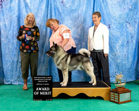 Dogshow 2024-06-29 NEINEA 2024 Win Photos--105923