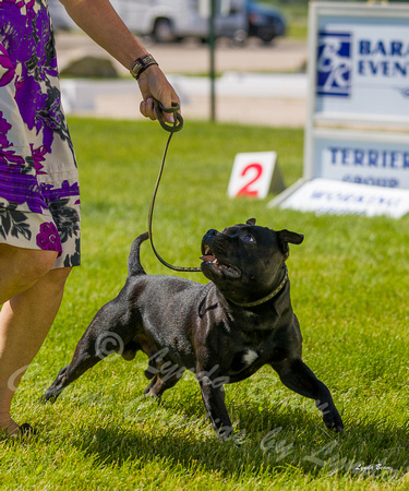 Dogshow 2022-06-17 Northeastern Illinois Kennel Club--143317-3