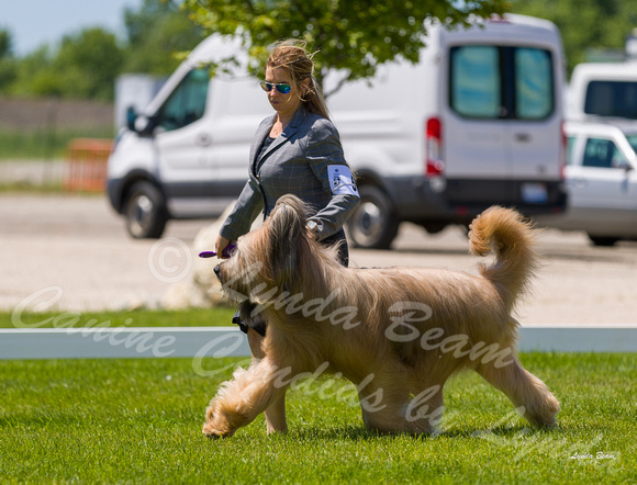 Dogshow 2022-06-17 Northeastern Illinois Kennel Club--130210