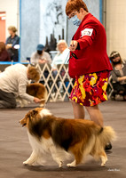 Dogshow 2022-03-05 CSSC Show 1 Candids --135452