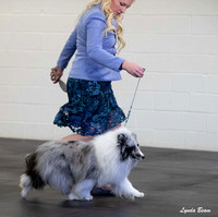 Dogshow 2025-03-01 2025 CSSC Candids --102536
