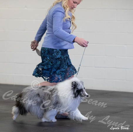 Dogshow 2025-03-01 2025 CSSC Candids --102536