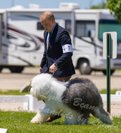 Dogshow 2022-06-17 Northeastern Illinois Kennel Club--130722