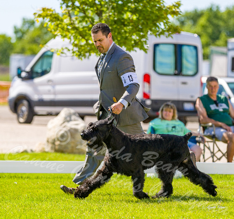 Dogshow 2022-06-17 Northeastern Illinois Kennel Club--150726