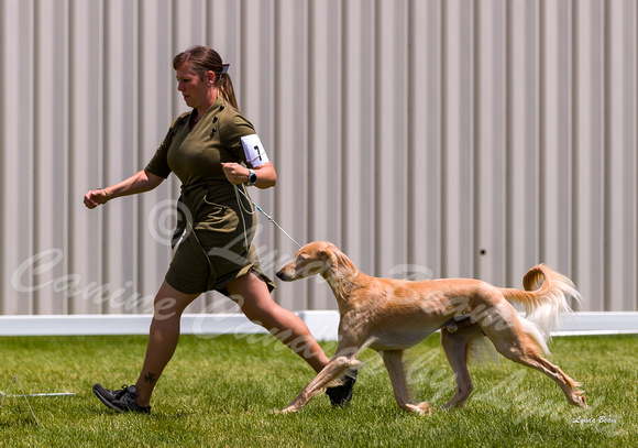 Dogshow 2022-06-19 Northeastern Illinois Kennel Club--124047-2