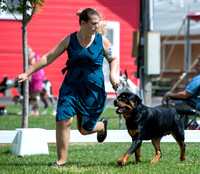 20220801 Rottweilers