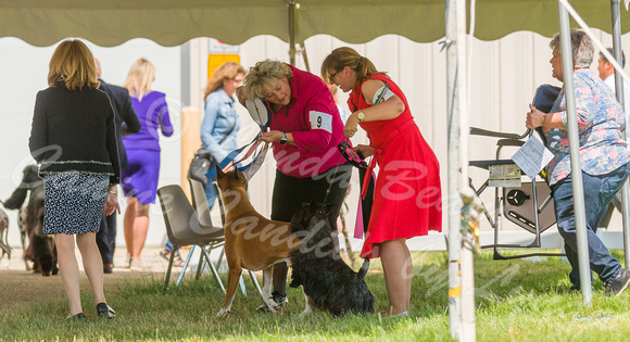 Dogshow 2022-06-19 Northeastern Illinois Kennel Club--140036-2