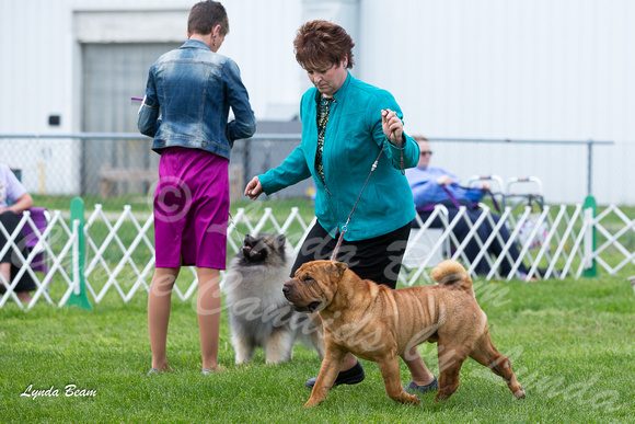 Dogshow 2015-04-18 Terre Haute--144304-2