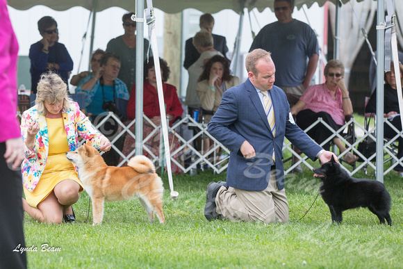Dogshow 2015-04-18 Terre Haute--145242