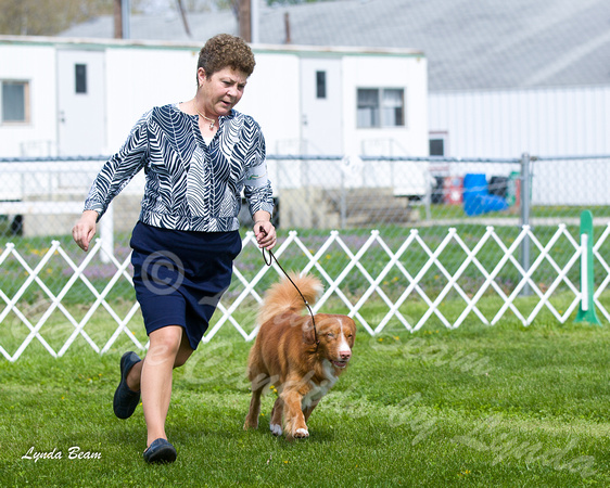 Dogshow 2015-04-18 Terre Haute--095522