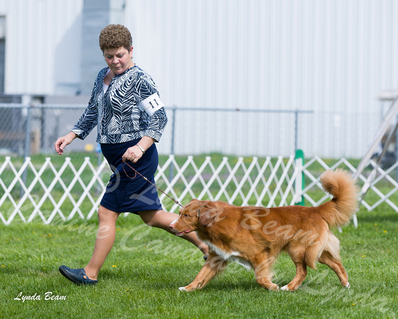 Dogshow 2015-04-18 Terre Haute--095643-2