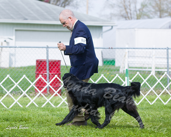 Dogshow 2015-04-18 Terre Haute--100008