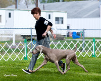 Dogshow 2015-04-18 Terre Haute--103308