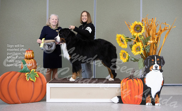Dogshow 2022-10-29 BMDCNI Day 1 Win Photos--101751-2