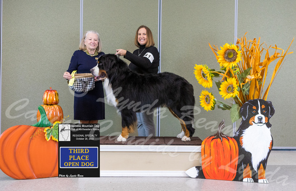 Dogshow 2022-10-29 BMDCNI Day 1 Win Photos--101751-4