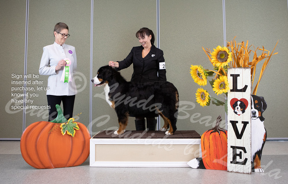 Dogshow 2022-10-29 BMDCNI Day 1 Win Photos--090054-2