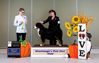 Dogshow 2022-10-29 BMDCNI Day 1 Win Photos--090122-3