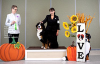 Dogshow 2022-10-29 BMDCNI Day 1 Win Photos--090333