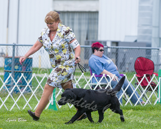 Dogshow 2015-04-18 Terre Haute--125354-4