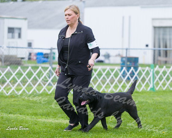 Dogshow 2015-04-18 Terre Haute--125445-2