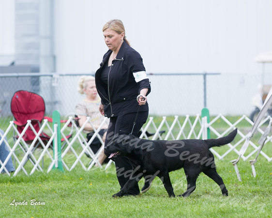 Dogshow 2015-04-18 Terre Haute--125505-2