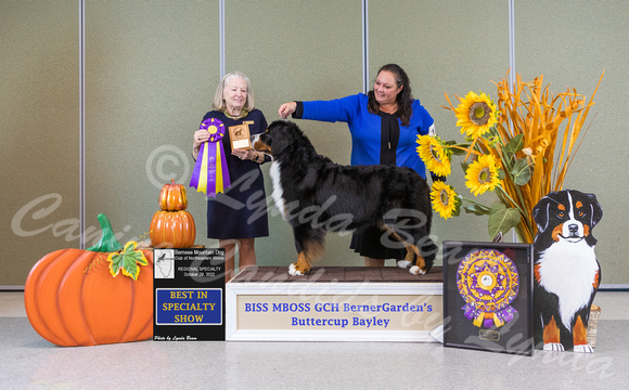 Dogshow 2022-10-29 BMDCNI Day 1 Win Photos--135727-3