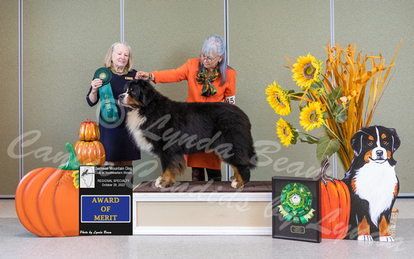 Dogshow 2022-10-29 BMDCNI Day 1 Win Photos--140124-3