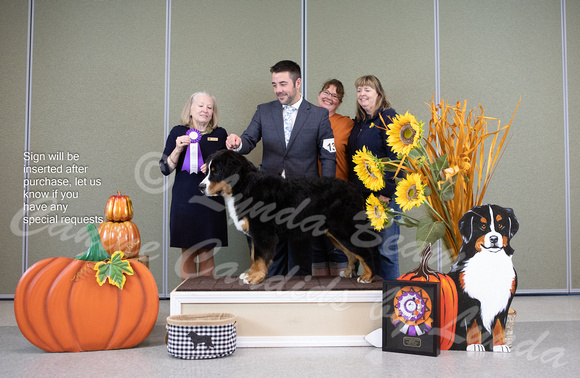 Dogshow 2022-10-29 BMDCNI Day 1 Win Photos--140519-3