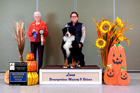 Dogshow 2022-10-30 BMDCNI Day 2 Win Photos--101732