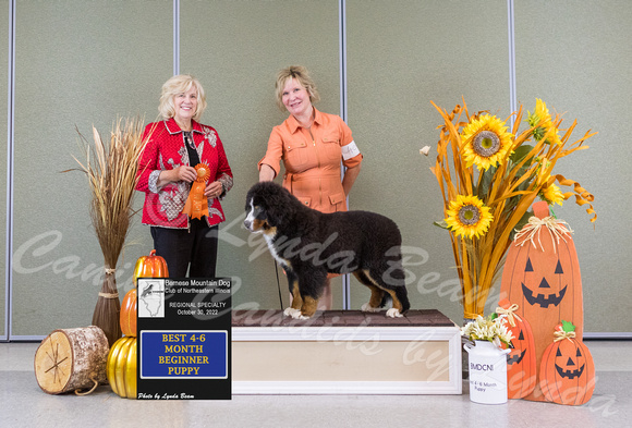 Dogshow 2022-10-30 BMDCNI Day 2 Win Photos--140151