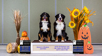 Dogshow 2022-10-30 BMDCNI Day 2 Win Photos--103423