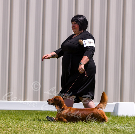 Dogshow 2022-06-19 Northeastern Illinois Kennel Club--123946-2