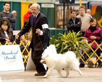 Dogshow 2015-01-31 ChicagoIntl--162839