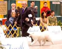 Dogshow 2015-01-31 ChicagoIntl--162839-2