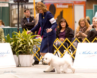 Dogshow 2015-01-31 ChicagoIntl--162843-2