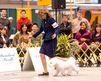 Dogshow 2015-01-31 ChicagoIntl--162844