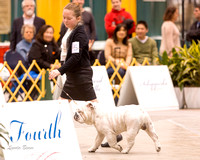Dogshow 2015-01-31 ChicagoIntl--162850
