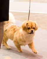Dogshow 2015-01-31 ChicagoIntl--162949
