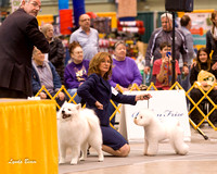 Dogshow 2015-01-31 ChicagoIntl--162958