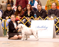 Dogshow 2015-01-31 ChicagoIntl--163001