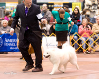 Dogshow 2015-01-31 ChicagoIntl--163028